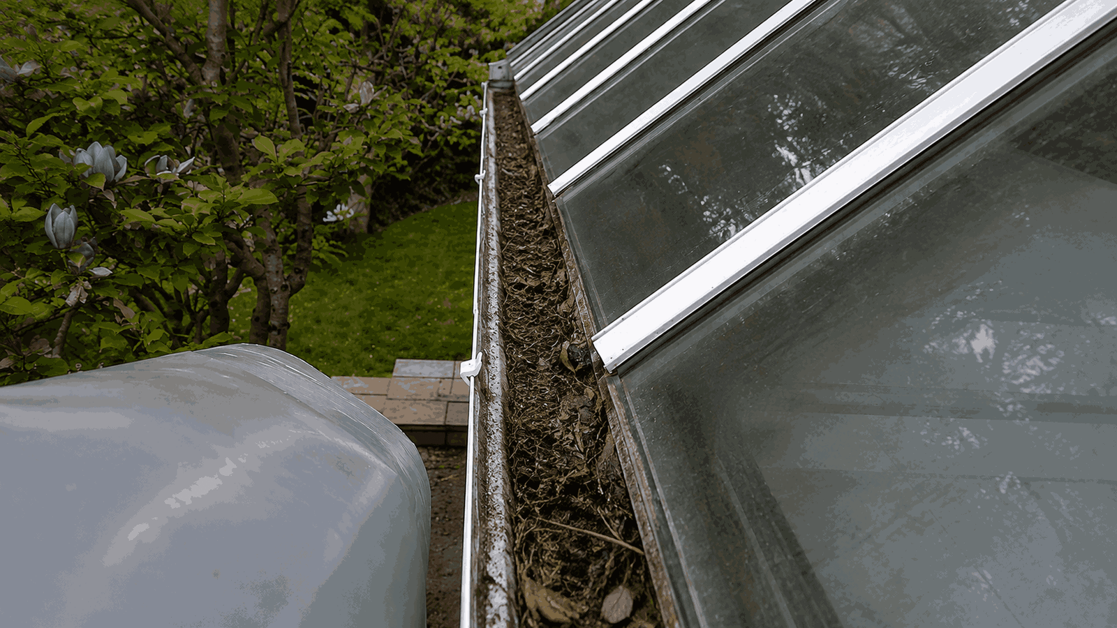 Heavy tree cover leaf buildup and choked downpipe entrance before clearing